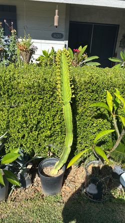 Catus Tall Euphorbia Cactus in Black Pot