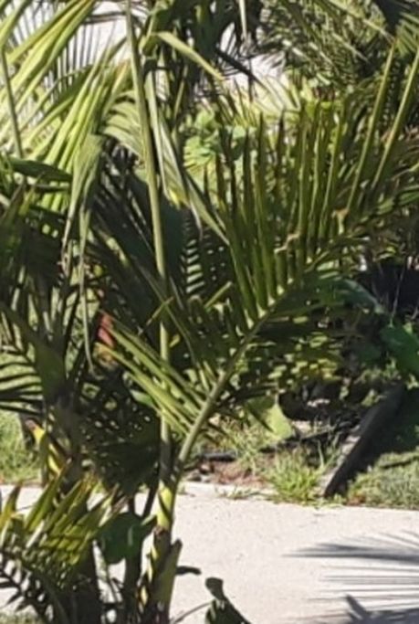 Palms For Sale