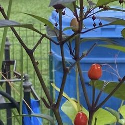 Chinese 5 Color Pepper  🌶  Plant