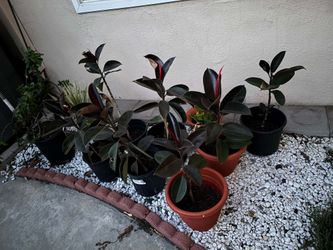 Ficus elastica Burgundy  commonly known as Burgundy Rubber Tree