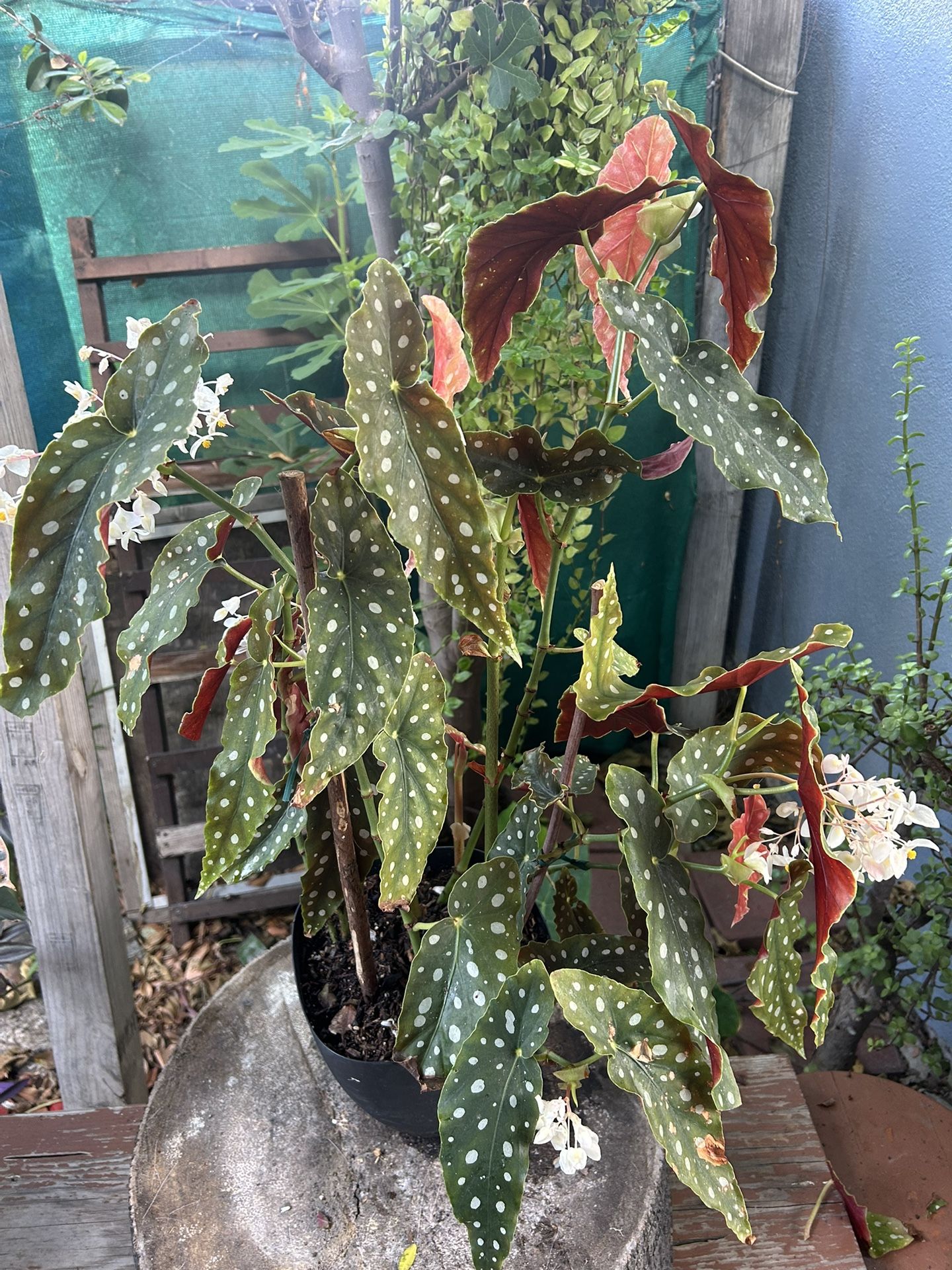 Begonias Plants Indoor Grande