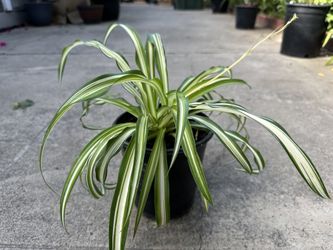 Potted Spider Plant 
