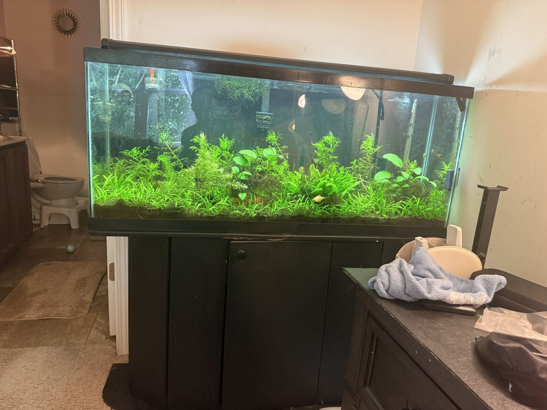 55 Gallon Aquarium with Stand