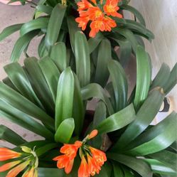 20 years old - vintage Large Clivia miniata plants with pot