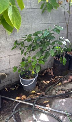 Lemon tree