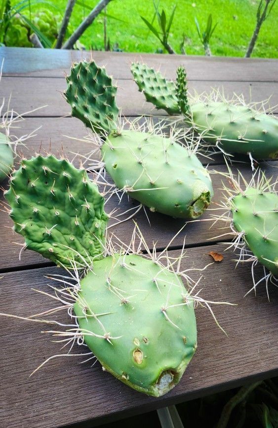 Prickly Pear Cactus "Opuntia Sulphurea" 🌵