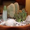 Collector Cacti