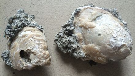 Calcite Minerals $10 Each