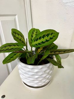 Prayer 🙏 plant 🪴