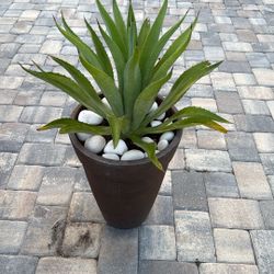 Natural Agave Plant - 37 Inches Tall With Pot
