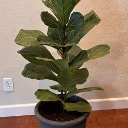 Fiddle Fig Tree