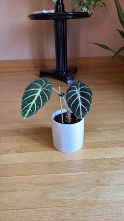 Alocasia Black Velvet.