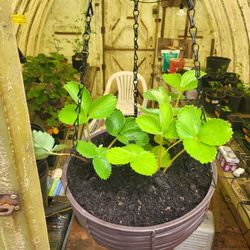 Hanging Hood Strawberry Basket 