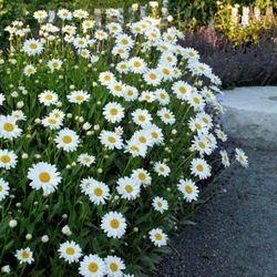 Shasta Daisy (Leucanthemum × superbum)