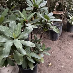 Crown Of Thorn Plant 