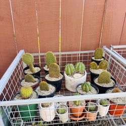 Mix Cactus 