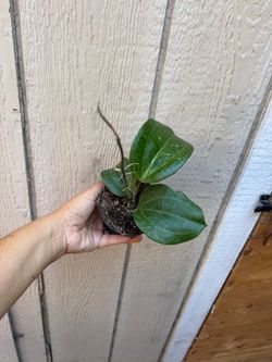 4” hoya sarawak