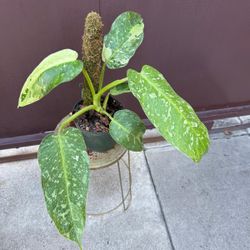 6” philojose bueono 