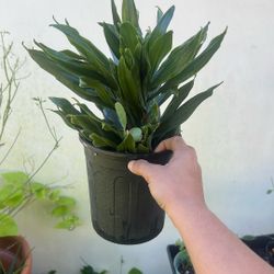 Jhanet Craig House Plant 