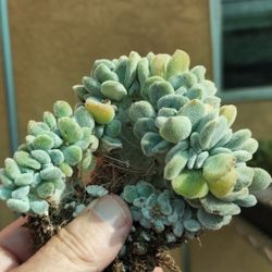 PLANT SALE RARE KOREAN ECHEVERIA..SALE ON SUNDAY IN SAN LORENZO