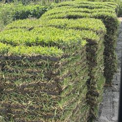 Grass Sales (Free Delivery)