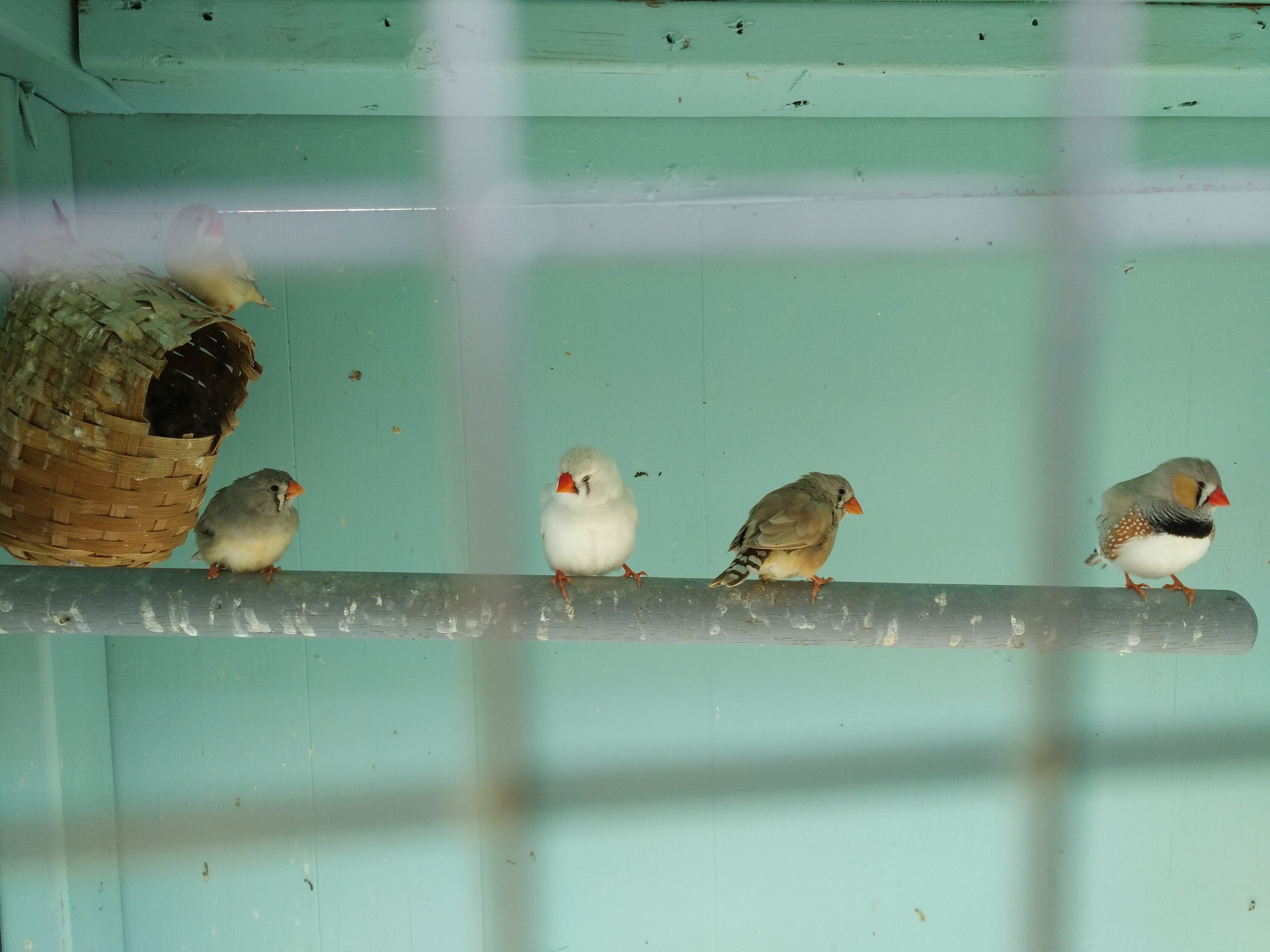 Zebra Finches 🐦