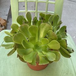 Aeoneum Succulent Plant