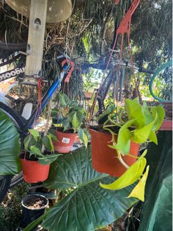 Plant in hanging baskets 6 inches diameter.