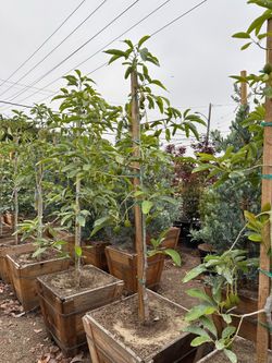 Hass avocado trees