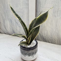 Snake Plant Planter 