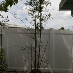 Graceful  Bamboo Hedge Plants Textilis Gracilis 