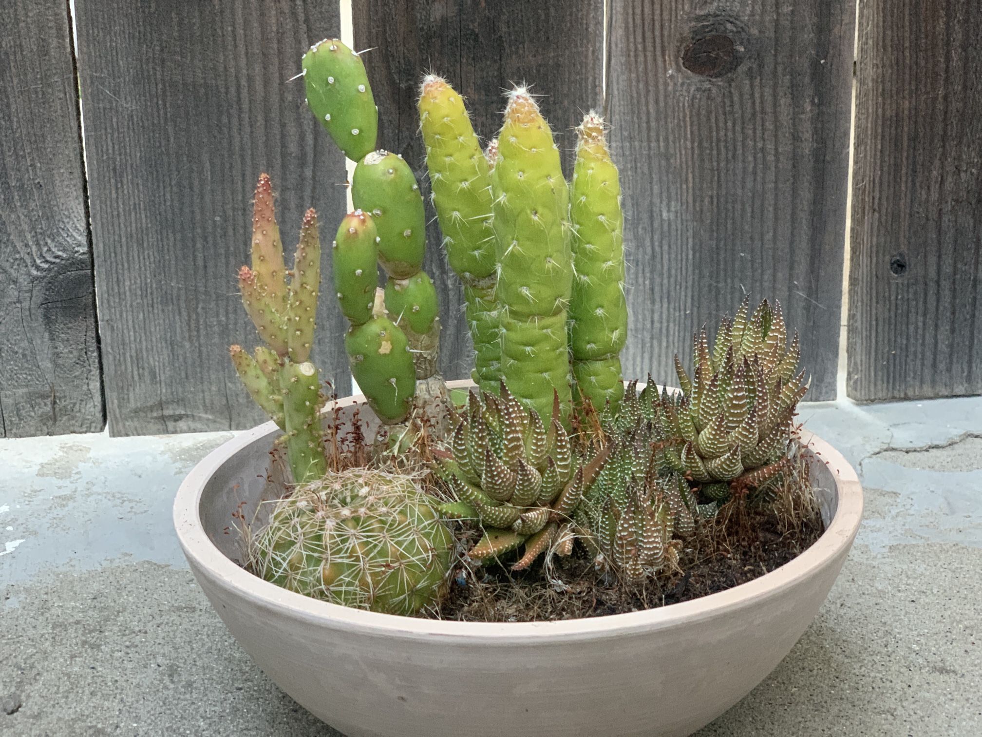 Cactus and Succulent Bowl Arrangement in Decorative Brown Pot Cash only