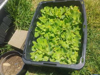WATER LETTUCE