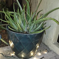 GORGEOUS VERY Large Potted Aloe Plant Only $20!!!