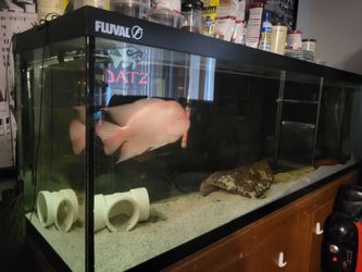 Fish Tank and more