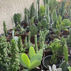 Cactus And Succulent’s 🌵