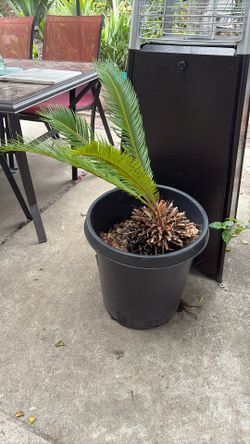 Palm Tree $30
