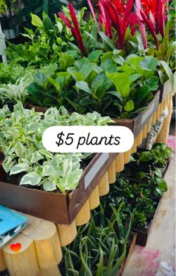 Plants Sale🌿$5 each