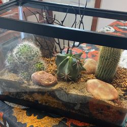 A Beautiful Live Cactus Aquarium 