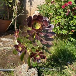 Suculent Flower Plant 