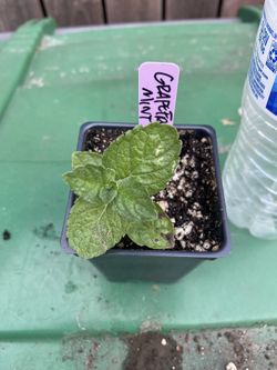 Grapefruit mint plant - menta sabor toronja - hierba yerba buena pomelo planta