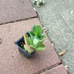 Mother Of Thousands Plant 2 For $5 