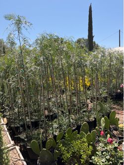 Shade trees 8 feet tall California peppers 5 gal