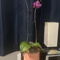 2’ Orchid Plant With Ceramic Pot
