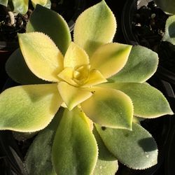 Succulents Plants 4”pot 