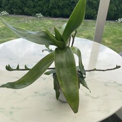 Callisia Fragrans / Basket Plant - Medicinal Plant (Indoor / Outdoor Live Plant)