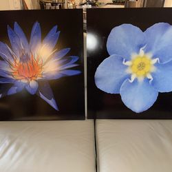 Two large flower pictures