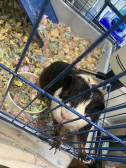 Ginnea pig gotta go!!