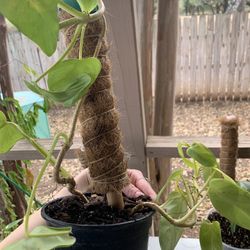 Golden Violin, Bipennifolium Aurea 
