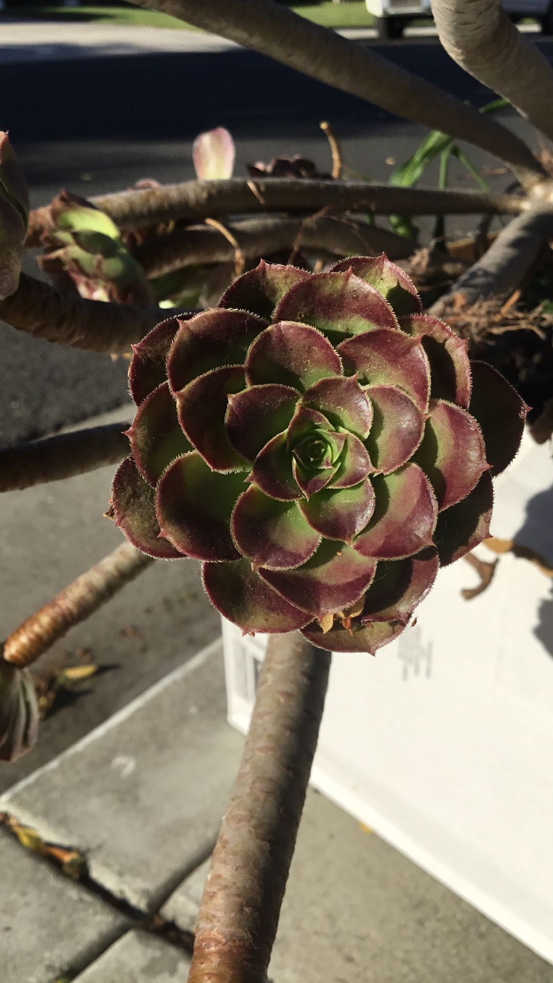 Free On Curb “Aeonium Zwartkopt” Succulent 